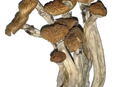 Buy Alacabenzi Psilocybe Cubensis Magic Mushrooms | alacabenzi psilocybe | alacabenzi psilocybe legal | psilocybe cubensis | alacabenzi psilocybe mushroom | alacabenzi cubensis strain | psilocybe cubensis strain | psilocybe cubensis mushroom | alacabenzi strain | alacabenzi strain | alacabenzi mushroom strain | alcabenzi magic strain | mexican cubensis strain | alacabenzi psilocybe | best cubensis strains | psilocybin cubensis strains | best psilocybe cubensis strain | alacabenzi strain review | alacabenzi magic mushroom strain | alacabenzi strain australia | alacabenzi hybrid strain | alacabenzi cubensis strain | alacabenzi strain micro zoomers | alacabenzi magic mushroom | alacabenzi cubensis
